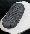 Phacops Trilobite - Very Detailed #9467-3